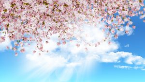 Pink petaled flower bloom under white clouds and blue sky